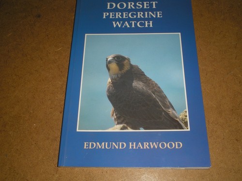 Dorset peregrine watch - peregrine,
